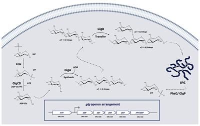 The Route of Sucrose Utilization by Streptococcus mutans Affects Intracellular Polysaccharide Metabolism